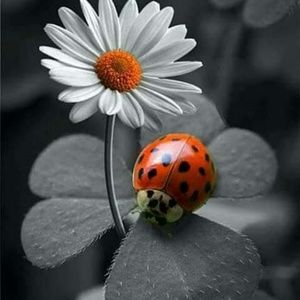 Meet your Posher, Cara